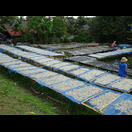 Kleine Fische werden getrocknet